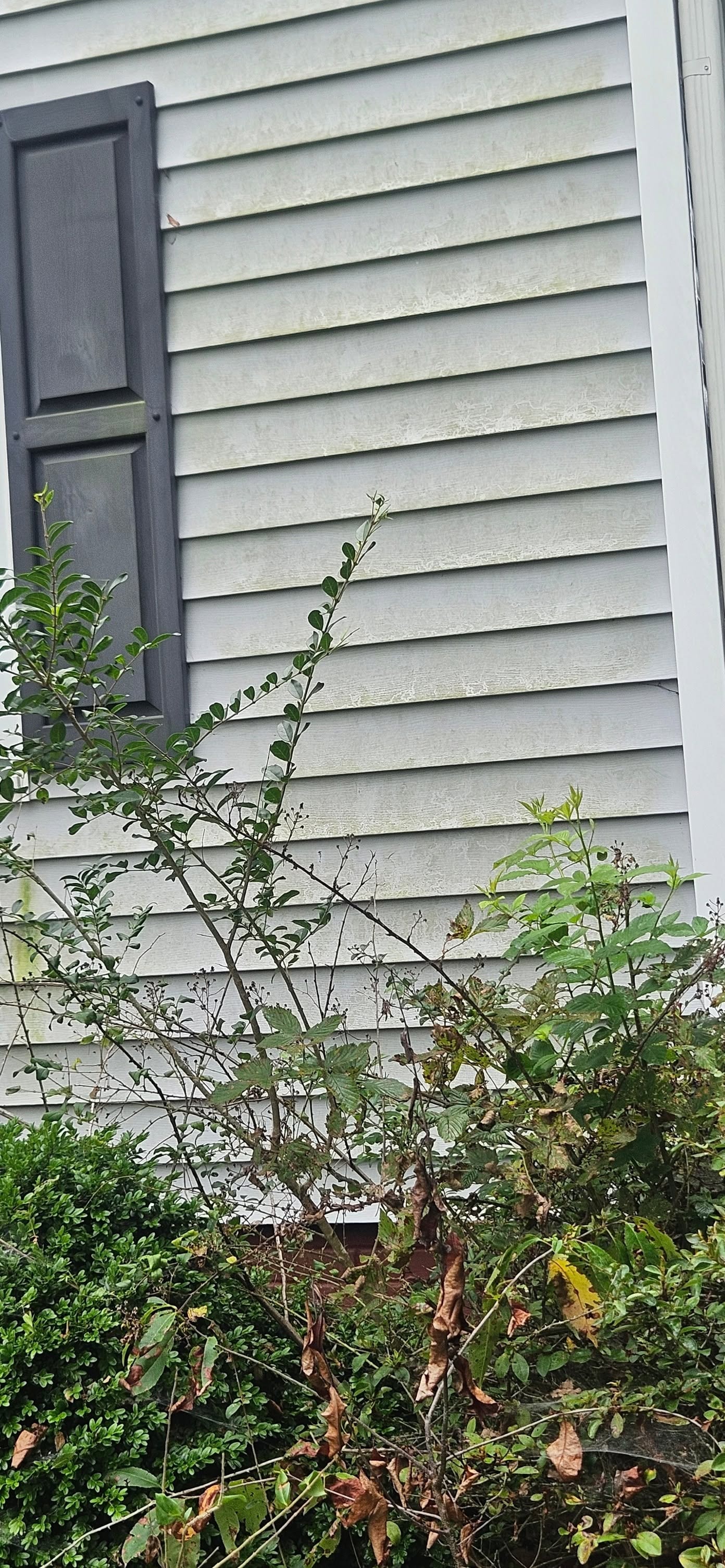 House Siding — Before Wash
